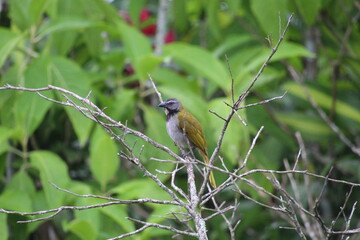 Saltador Gorgianteado
Saltator Maximus
Buff-throated Saltator