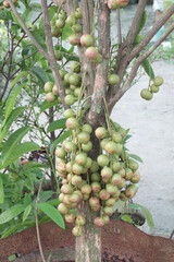 Baccaurea motleyana fruit on tree in farm