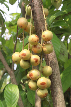 Baccaurea motleyana fruit on tree in farm