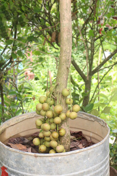 Baccaurea motleyana fruit on tree in farm