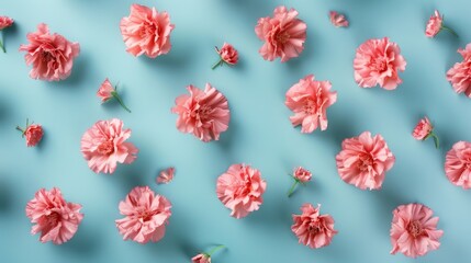 Pink flowers arranged on light blue background in top view