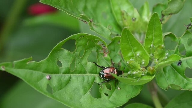 Crawling  Japanese beetle(Popillia japonica) on the four O Clock plant and damaging the plant by eating its leaves 
