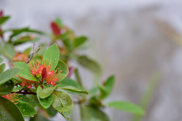 Closeup of Water Drops with dew on  Beautiful red bouquet on a green tree with natural background in the garden at Thailand. 