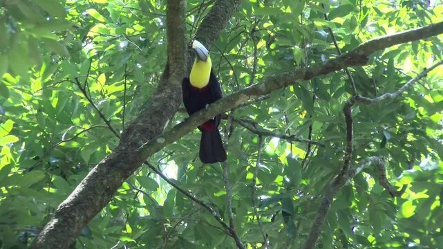 Tucan Pic&oacute; Casta&ntilde;o
Yellow-throated 
Toucan Ramphastos ambiguus