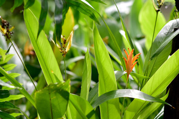 Blooming Strelitzia (bird of paradise flower) flower with green leaf background in the garden. Concept of beautiful flowers of Thailand. 