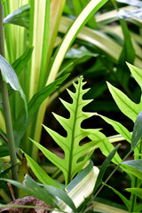 Closeup of Fresh Green Leaf with natural background in the garden at Thailand on blurred greenery...