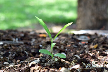A small tree grew from the ground with natural background at Thailand.