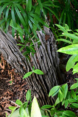 Closeup of Tree grew up with old rotten tree trunk stuck in the woods in the park with nature background at Thailand.
