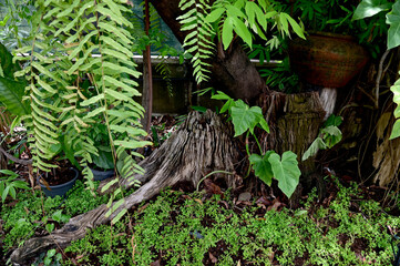 Closeup of Tree grew up with old rotten tree trunk stuck in the woods in the park with nature background at Thailand.