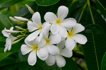 Closeup of White Flowers (Frangipani, Plumeria) and rain drops with natural background in the garden at Thailand. 
