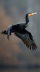 Cormorant Soaring Above Water in Flight