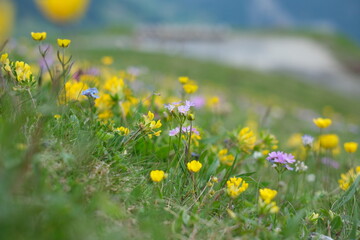 スイスアルプスのお花畑。グリンデルワルト
Panoramic view of idyllic mountain scenery in the Swiss Alps with fresh green meadows in bloom