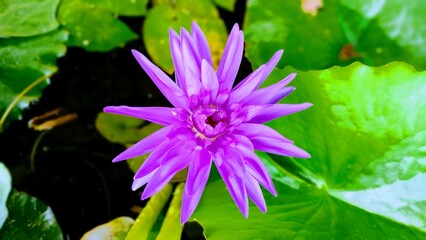purple water lily