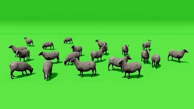 sheep animals green screen video
