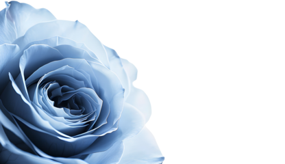 Blue rose flower