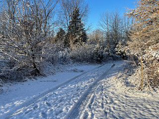 snow covered woods in the setting sunlight 
