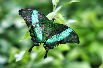 Butterfly: A vivid green butterfly with black accents rests on a leaf. The background is blurred, highlighting the butterfly's detailed wings and body.