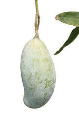 mango on tree with transparent background