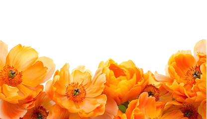 Orange peony flower frame