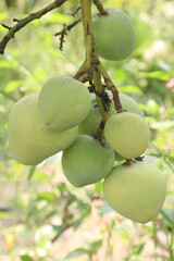 mango on tree in farm for sell