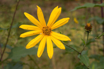 Jerusalem artichoke flowers in autumn