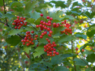 Fototapeta premium viburnum branches with red berries