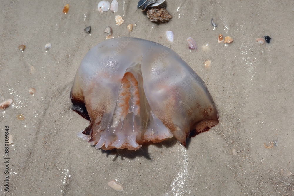 Wall mural jellyfish on sand background at atlantic coast of north florida