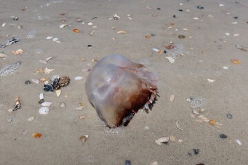 Jellyfish on sand background at Atlantic coast of North Florida