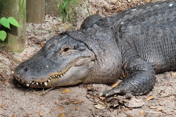 Alligator on farm in st.Augustine Florida, closeup