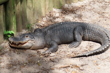 Alligator on farm in st.Augustine Florida
