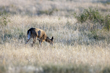 A female Elk grazes on the prairie at Rocky Mountain Arsenal National Wildlife Refuge near Denver, Colorado