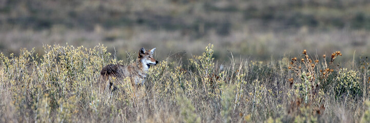 Ultra-wide panorama of a Coyote on the prairie at Rocky Mountain Arsenal National Wildlife Refuge near Denver, Colorado