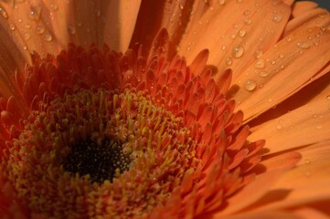 Bellas flores en Carabobo.
Hermosas rosas y otras flores con hermosos colores podemos encontrar en Carabobo.