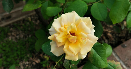 Rosa eglanteria Rosa foetida Herrm. grande fiore giallo