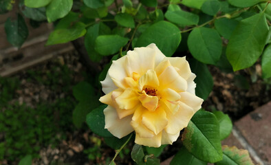 Rosa eglanteria Rosa foetida Herrm. grande fiore giallo