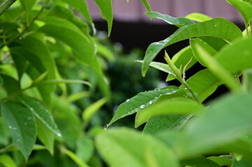 Closeup of Water Drops with dew on Green Grass in the morning with blurred bokeh background.