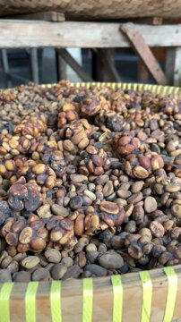 Close-up of civet droppings used in the unique process of making Kopi Luwak coffee
