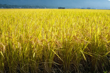 日本の田園風景