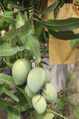 mango on tree in farm for sell