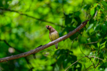Cedar Waxwing at Clear Lake State Park near Atlanta Michigan.