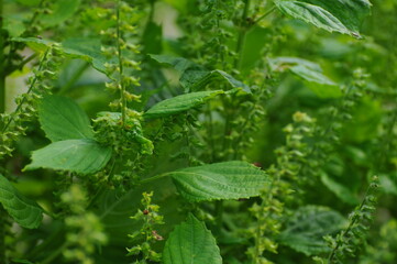えごまの花の部分と葉です。