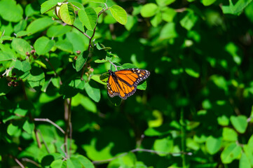 A Monarch Butterfly at Hoeft State Park, near Rogers City, Michigan.