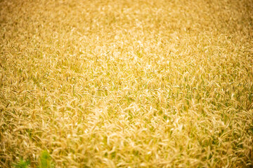 Field with maturing wheat