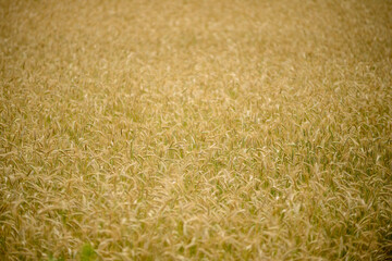 Field with maturing wheat