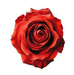 a vibrant red rose on a pristine transparent background