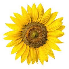Fototapeta premium Sunflower from above with bright yellow petals, isolated on transparent