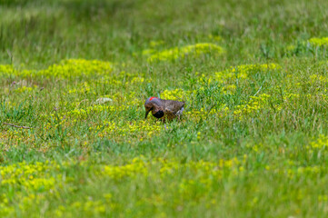 A Yellow Shafted Northern Flicker at Lake Huron, in Rogers City. Michigan.