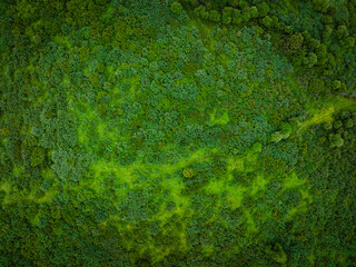 Aerial view of beautiful high altitude forest and grassland landscape