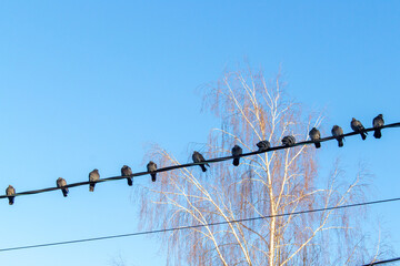 A lot of pigeons sitting in a row on wires