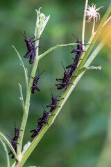 
We see a beautiful swarm of black locusts, perched on a branch with a green background, on a summer afternoon Cordoba Arg.